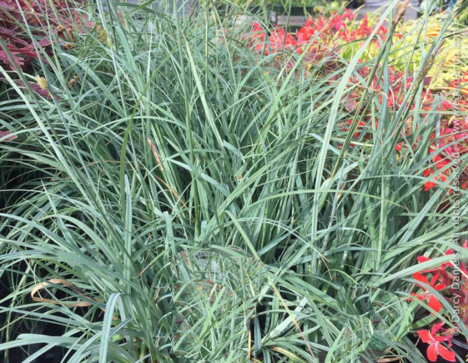 Ostrica ´Blue Zinger´ 1,5L