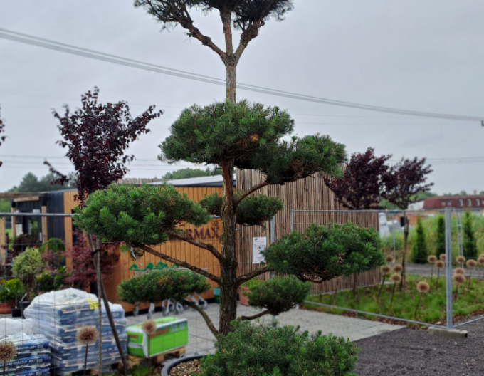 Borovica horská ´ Bonsaj´ 300/350cm