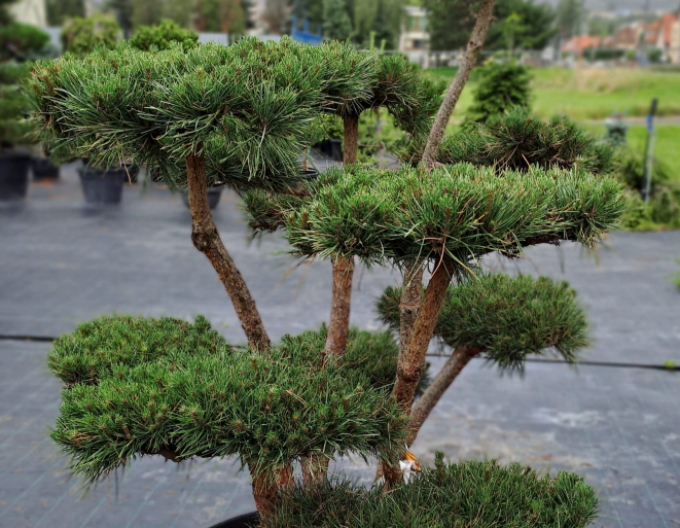 Borovica lesná ´Watererii´ Bonsaj 125/150cm