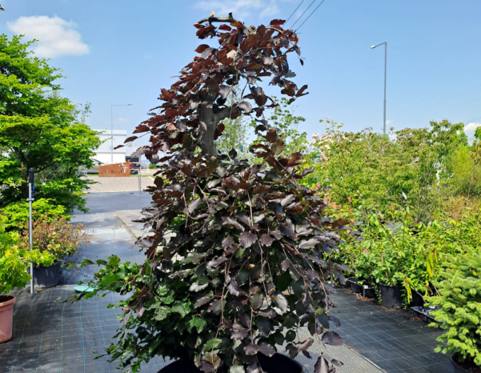 Buk červený previslý