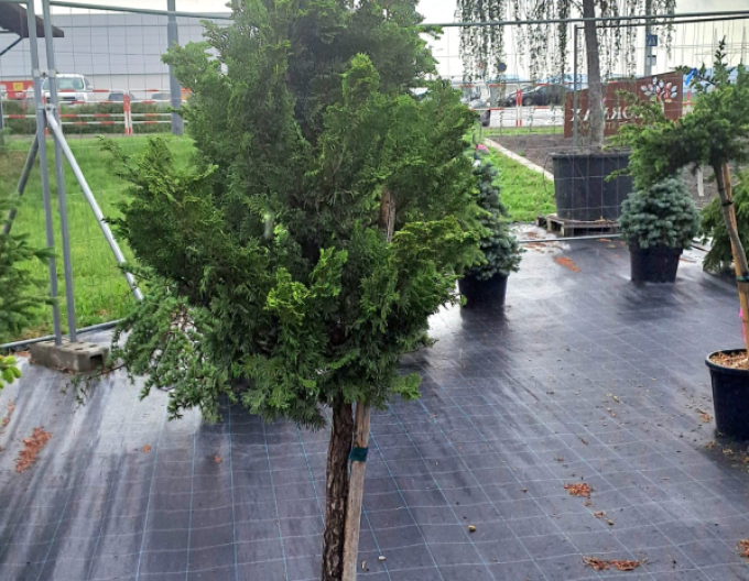 Cypruštek tupolistý ´Nana Gracilis´ na kmienku