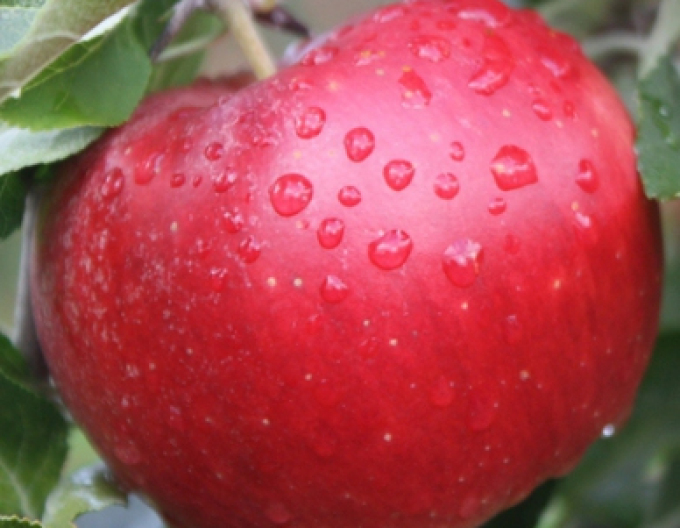 Jabloň ´Idared´ zimná, podp. A2, kont. 5l