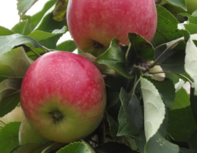 Jabloň ´Šampión´ zimná, podp.MM106, kont. 5l