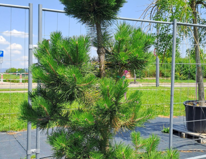 Borovica čierna ´Bonsaj´