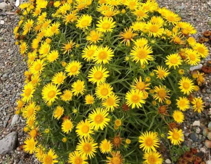 Inula ensifolia - oman ´Yellow´