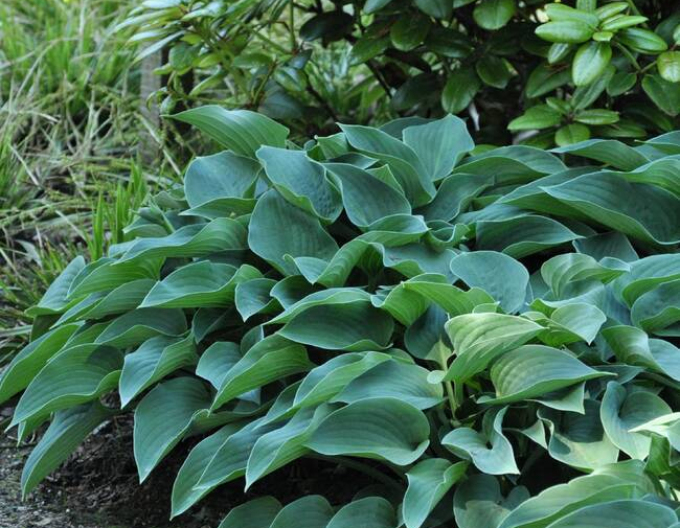 Hosta  ´Blue Cadet´
