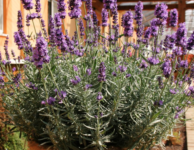 Levanduľa ‘Hidcote Blue’