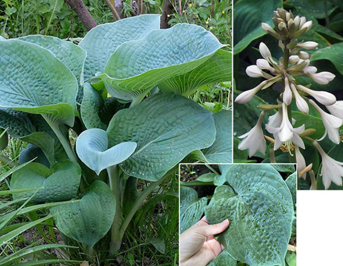 Hosta ´Bressingham Blue´
