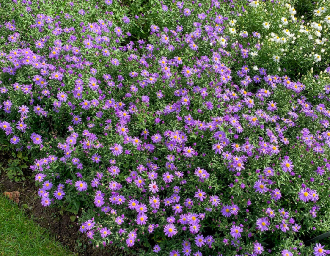 Astra ´Prof. Anton Kippenberg’´