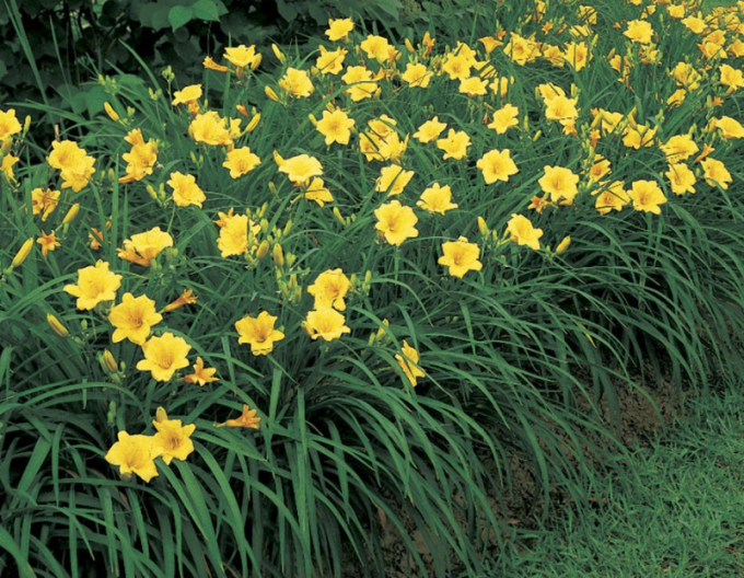 Ľaliovka ´Stella ´d´Oro´