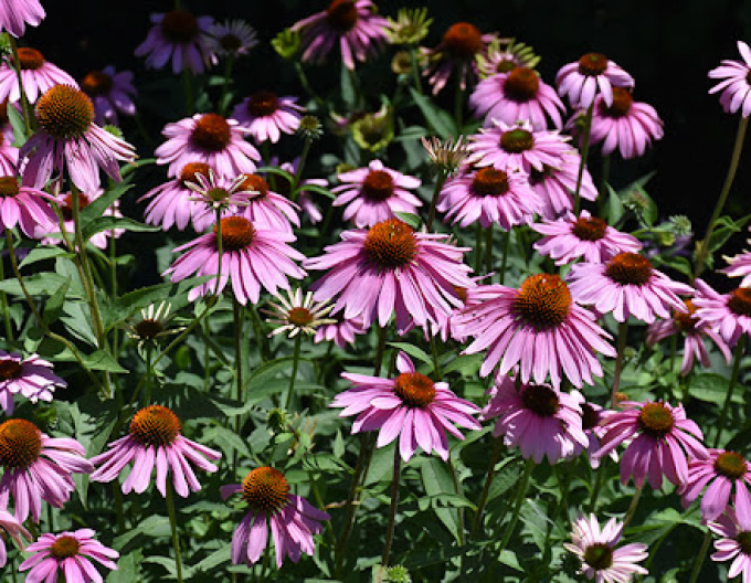 Echinacea purpurea ’Magnus’