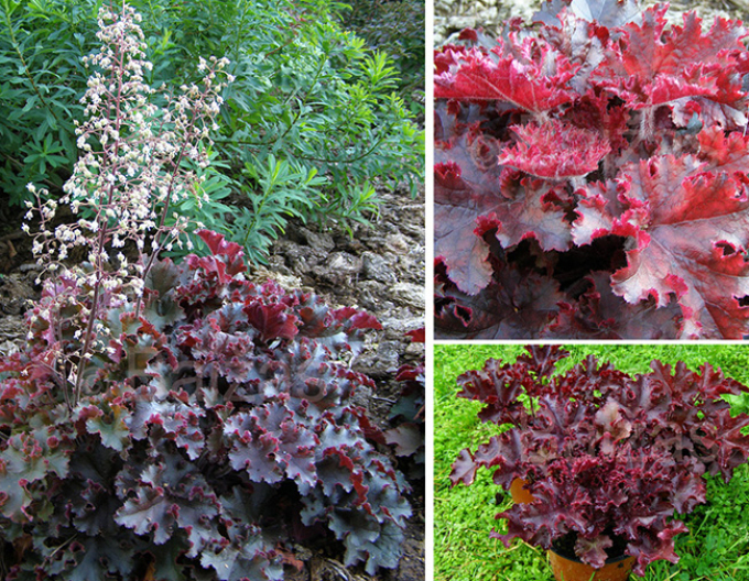 Heuchera ’Melting Fire’