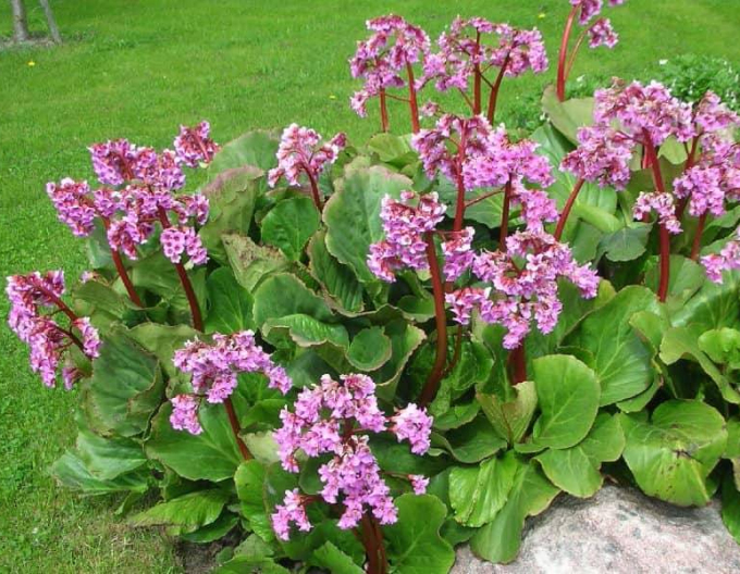 Bergenia ´Rotblum´