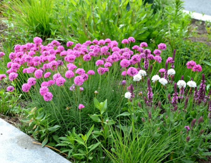 Trávnička "Armada Rose"