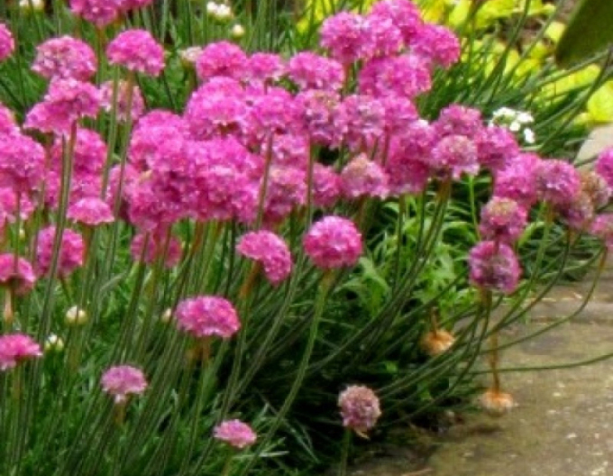 Trávnička "Armada Rose"