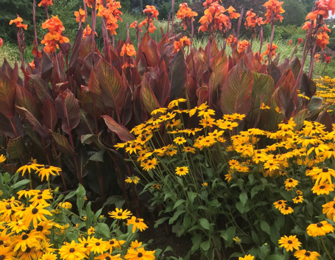 Rudbekia ´Goldsturm´ 9x9