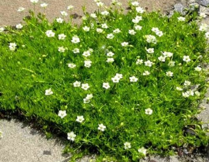 Machovička šidlovitá ´Supreme´