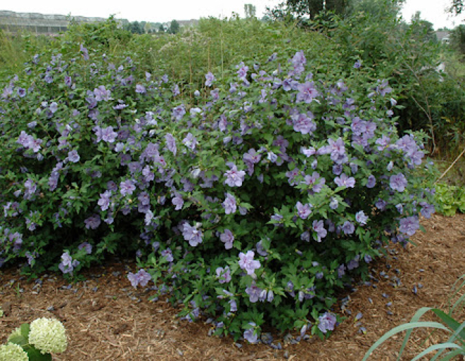 Ibištek sýrsky ´Blue Chiffon´