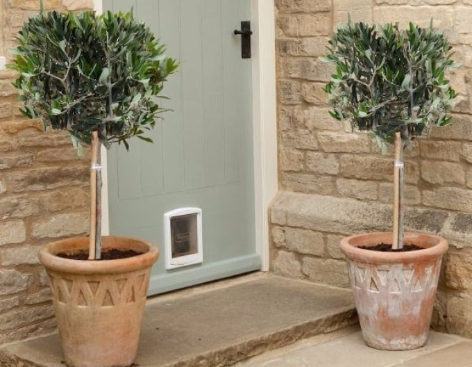 Olivovník európsky