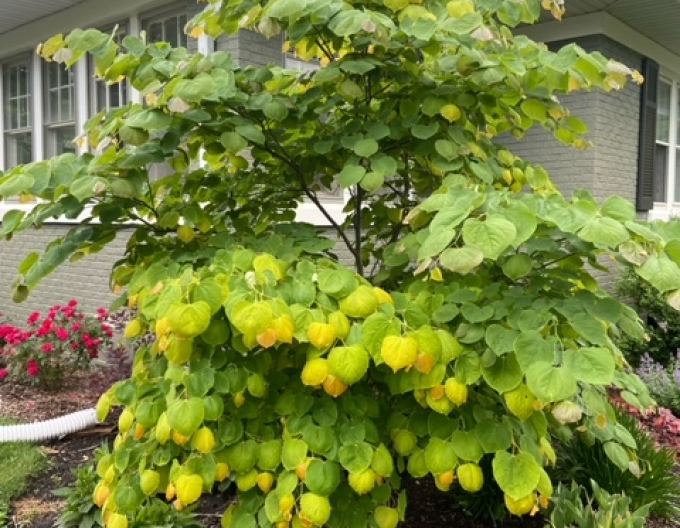 Judášovec kanadský ‘Rising Sun’ 80cm