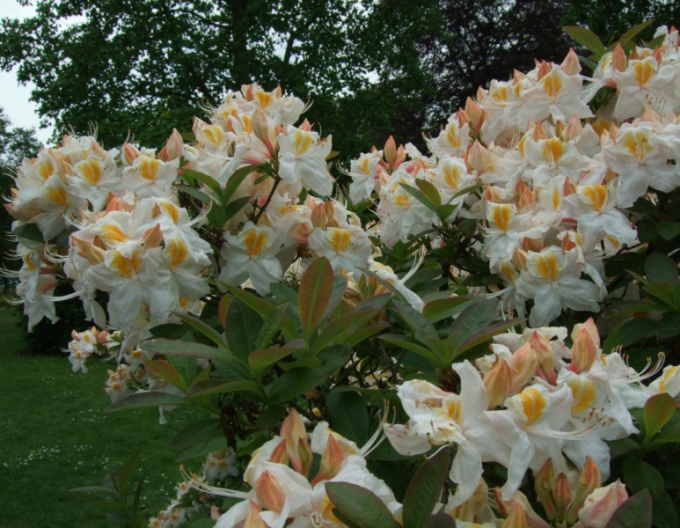 Azalka veľkokvetá ´Silver Slipper´