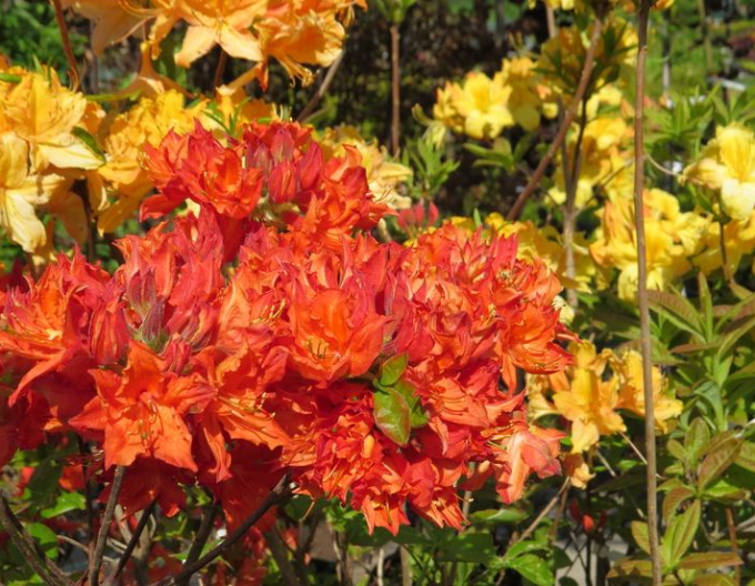 Azalka veľkokvetá ´Feuerwerk´