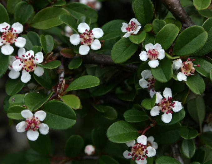 Skalník ’Eichholz’ 9x9