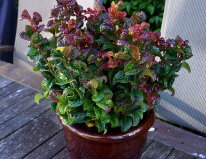 Leukote axillaris ´Curly Red´