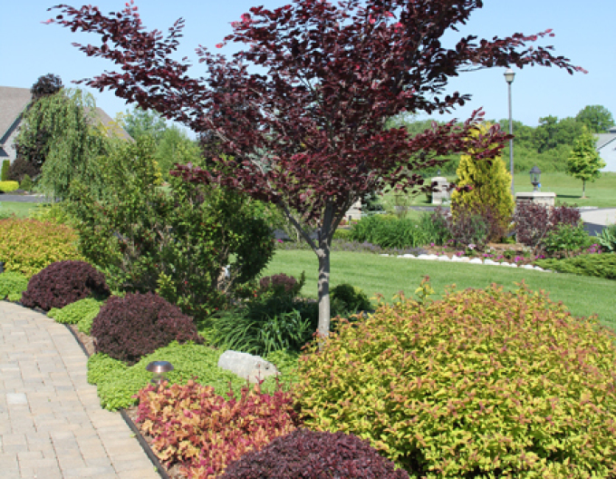 Dráč Thunbergov ´Concorde´