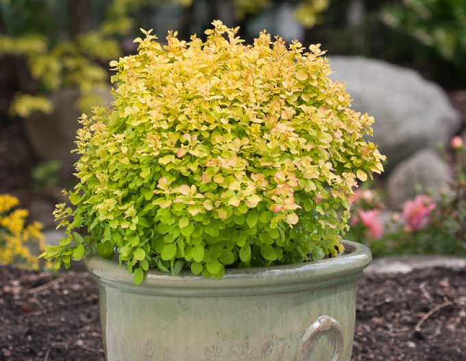 Dráč Thunbergov "Tiny Gold"