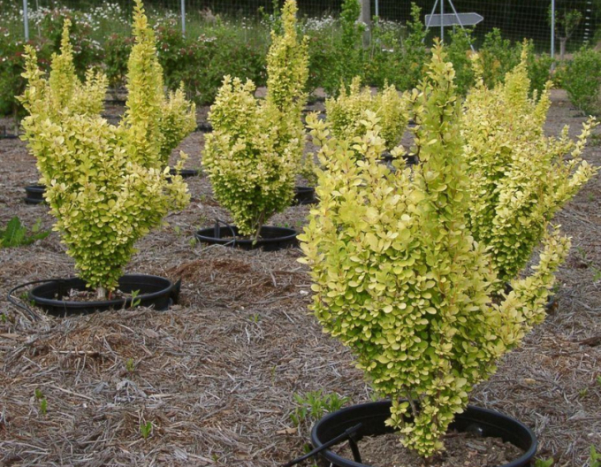 Dráč Thunbergov "Golden Rocket"