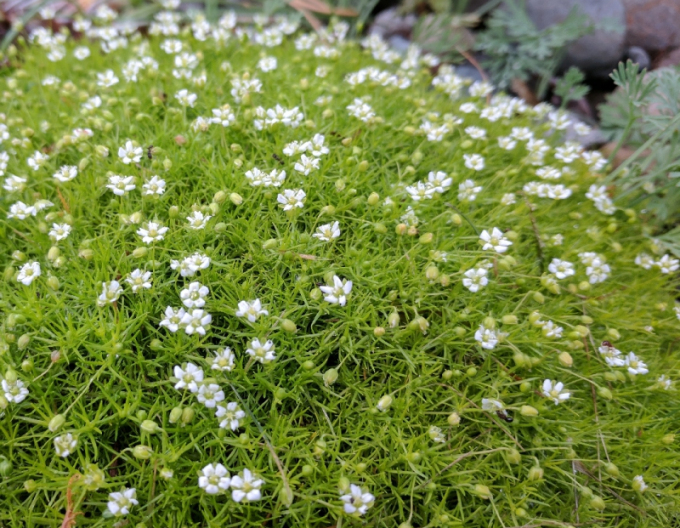 Machovička šidlovitá ´Supreme´