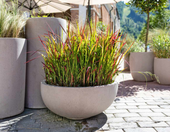 Imperáta cylindrická ´Red Baron´ 1l