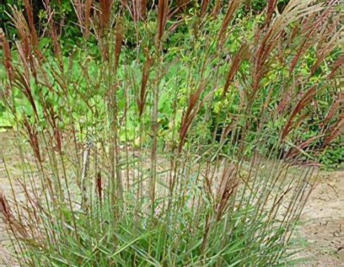 Ozdobnica čínska ´Serengeti´