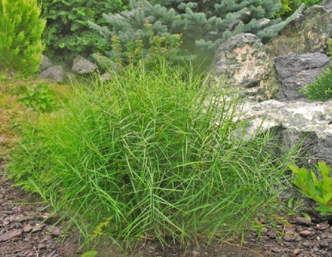 Ostrica muskigumenská ´Little Midge´