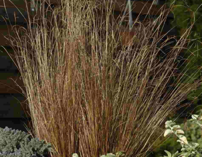 Ostrica ´Red Rooster´