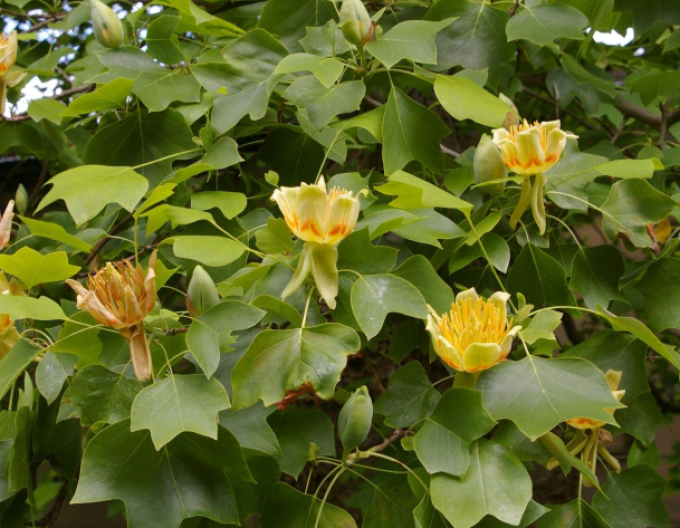 Ľaliovník tulipánokvetý  (Liriodendron tulipifera) kmienok 140cm