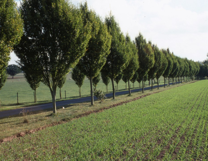 Hrab obyčajný ´Pyramidalis´