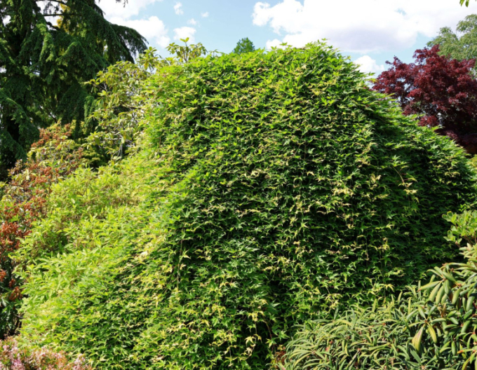 Javor dlanitolistý ´Rhyusen´ na kmienku