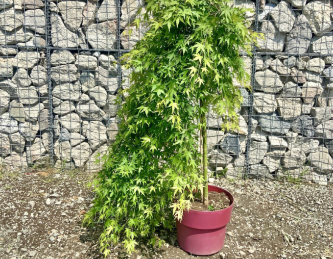 Javor dlanitolistý ´Rhyusen´ na kmienku