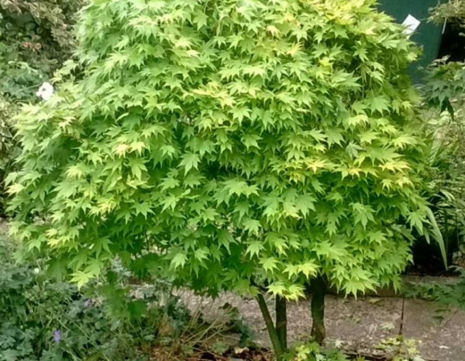 Javor dlaňovitolistý ´Verde´