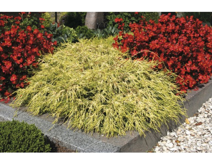 Cypruštek hrachonosný "Sungold"