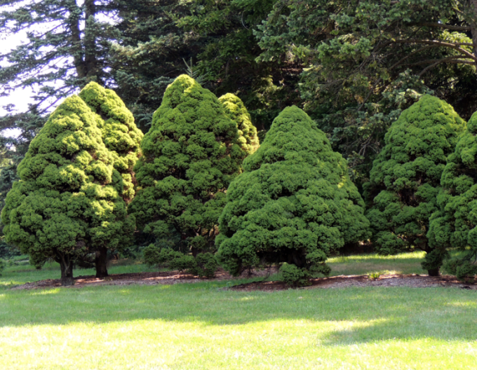 Smrek biely ´Conica´