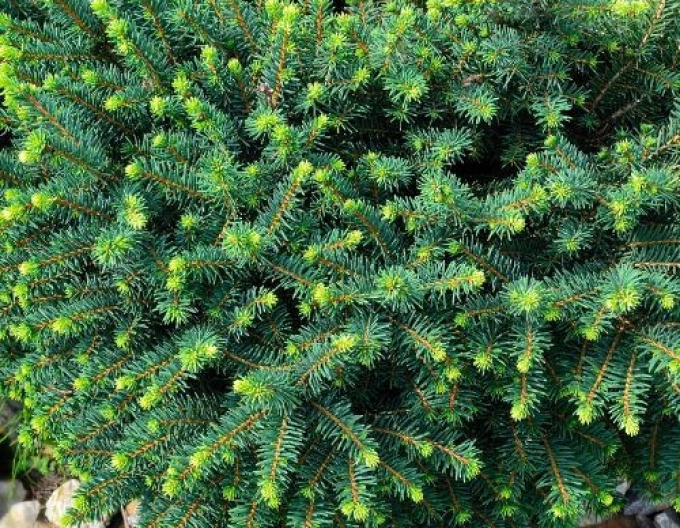 Smrek balkánsky ´Karel´