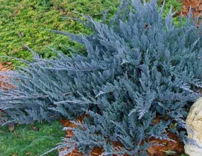 Borievka rozprestretá ´Blue Chip´