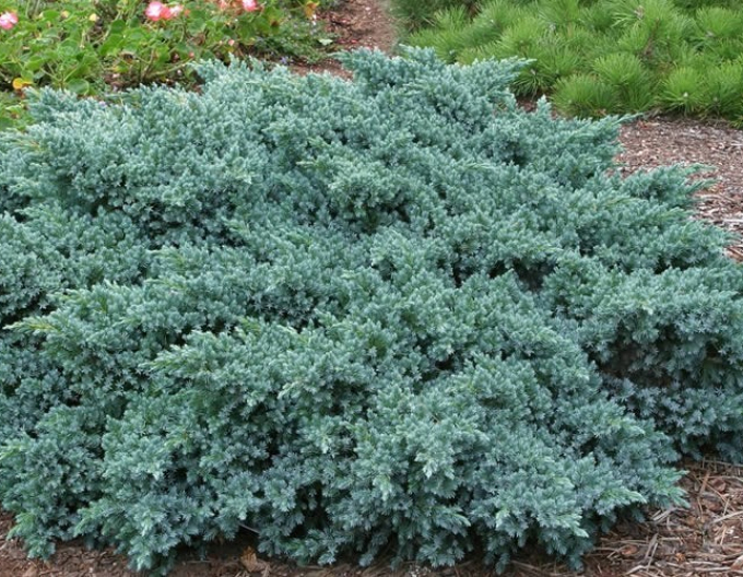 Borievka šupinatá "BLUE STAR"