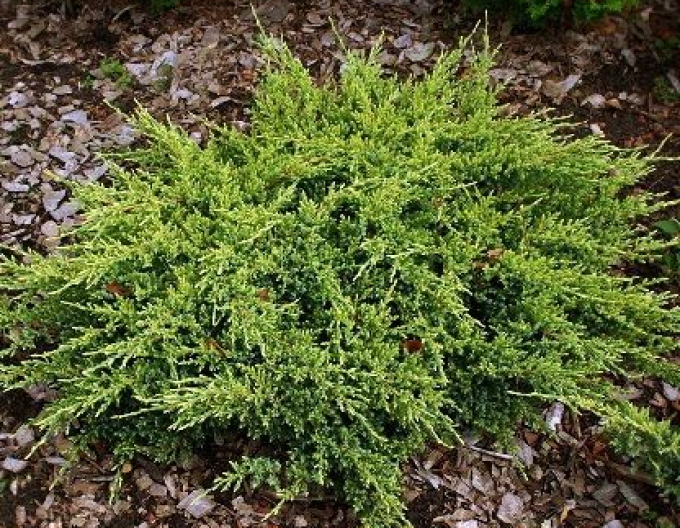 Borievka šupinatá "Dream Joy"