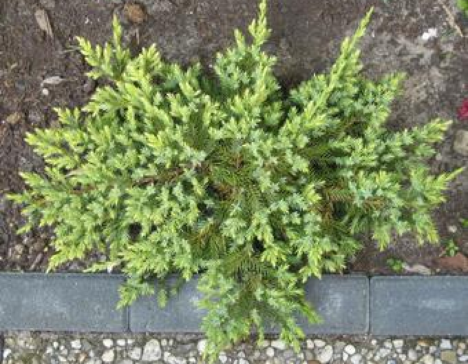 Borievka šupinatá "Dream Joy"