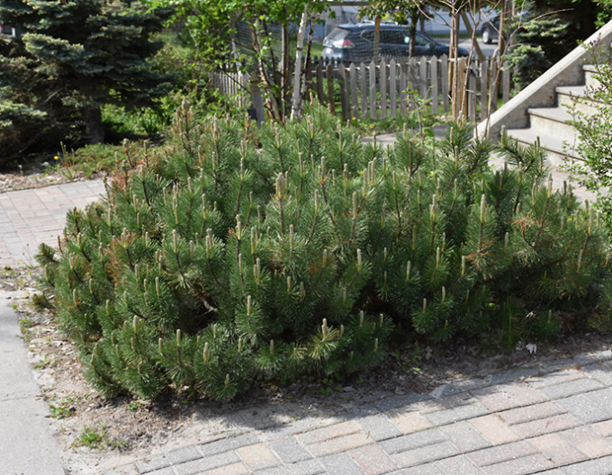 Borovica horská ´Pumilio´