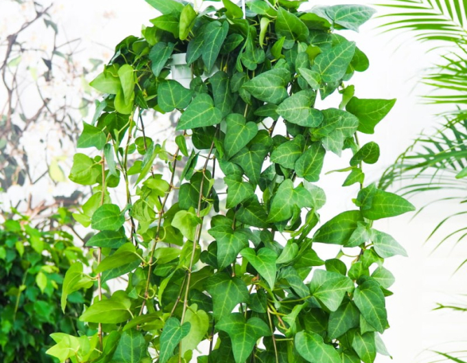 Brečtan popínavý ´Mein Hertz´